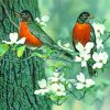 Robin Birds In Spring paint by numbers