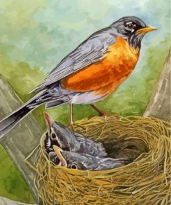 Robin With Baby Birds paint by numbers