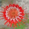 Scarlet Banksia Plant paint by numbers