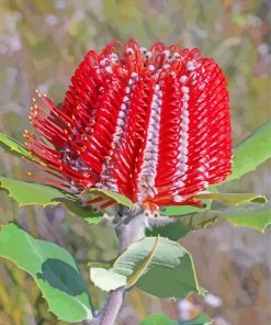 Red Scarlet Banksia paint by numbers