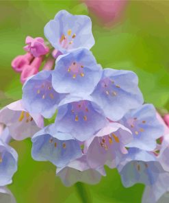 Virginia Bluebells Plants paint by numbers