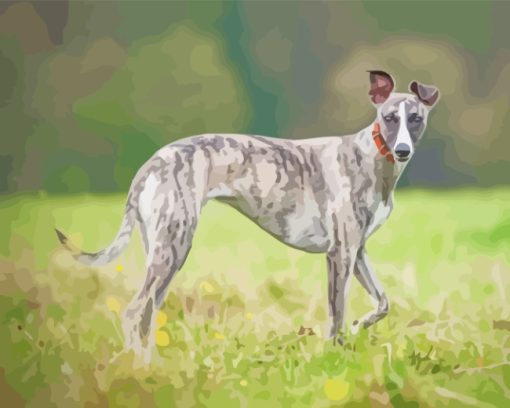 Whippet Dog With Collar paint by numbers