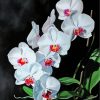 Aesthetic White Orchids paint by numbers