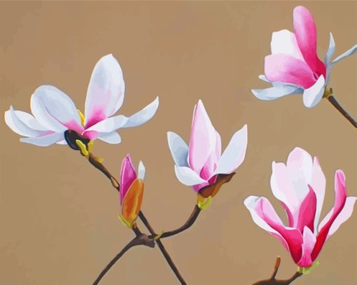 White Pink Magnolia Flowers paint by numbers