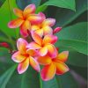 Yellow Pink Frangipani Plumeria paint by numbers