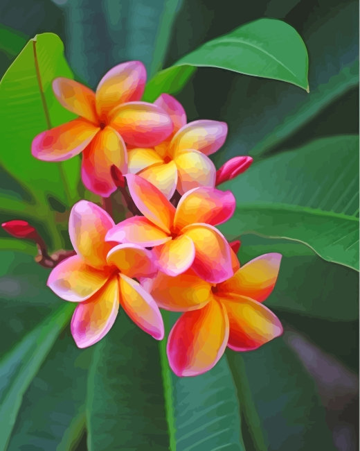 Yellow Pink Frangipani Plumeria paint by numbers