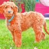 Adorable Goldendoodle Dog paint by numbers