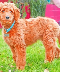 Adorable Goldendoodle Dog paint by numbers