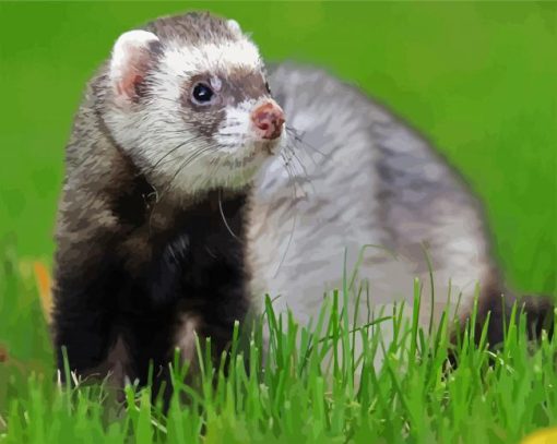 Ferret On Grass Field paint by numbers
