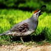 Gambel Quail Bird paint by numbers
