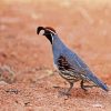 Beautiful Gambel Quail Bird paint by numbers