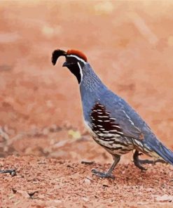 Beautiful Gambel Quail Bird paint by numbers