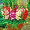 Aesthetic Gladiolus Flowers paint by numbers