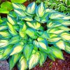 Aesthetic Hosta Leaves paint by numbers