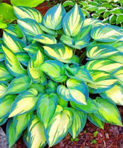 Aesthetic Hosta Leaves paint by numbers