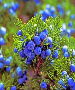 Aesthetic Juniper Plant paint by numbers