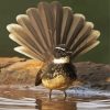 Wonderful Fantail Bird paint by numbers