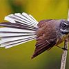 Fantail Bird On Stick paint by numbers
