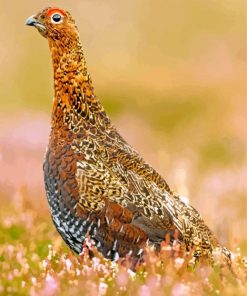 Beautiful Grouse paint by numbers