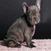 Black French Bulldog paint by numbers