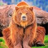 Brown Grizzly Bear paint by numbers