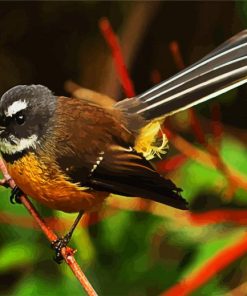 Brown Fantail Bird paint by numbers