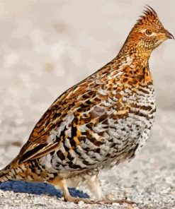 Brown Mottled Grouse paint by numbers