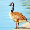 Canadian Goose Bird paint by numbers