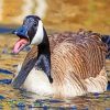 Canadian Goose Bird Swimming paint by numbers