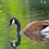 Canadian Goose Bird In Water paint by numbers