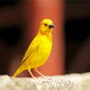 Yellow Canary Bird paint by numbers