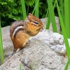 Chipmunk Rodent On Rock paint by numbers