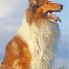 Aesthetic Collie Dog paint by numbers