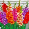 Aesthetics Gladiolas Flowers paint by numbers