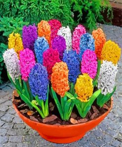 Colorful Hyacinth In Pot paint by numbers