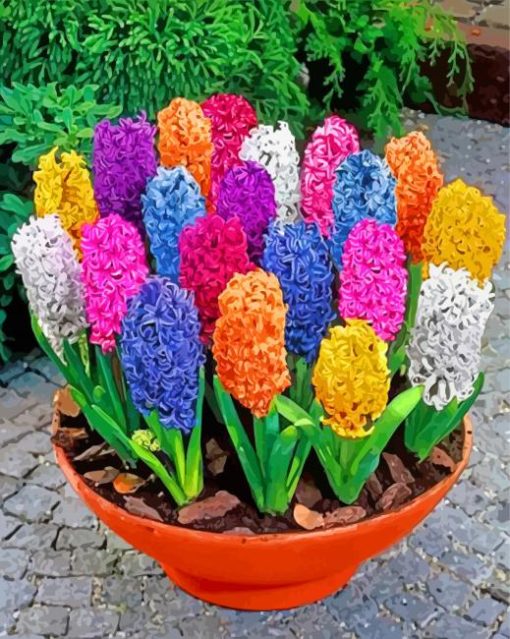 Colorful Hyacinth In Pot paint by numbers