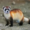Cute Ferret Animal paint by numbers