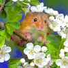 Hamster With White Flowers paint by numbers