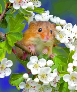 Hamster With White Flowers paint by numbers