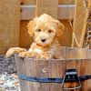 Cute Goldendoodle Dog paint by numbers