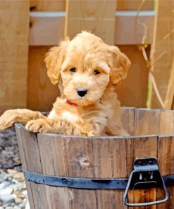 Cute Goldendoodle Dog paint by numbers