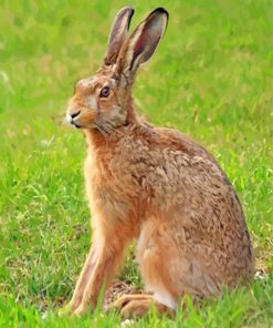 Hare Animal paint by numbers