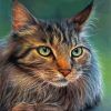 Cute Maine Coon paint by numbers