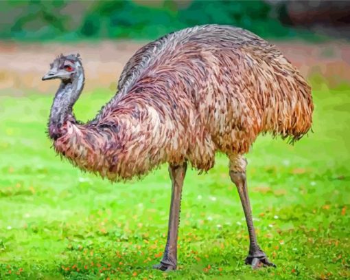 Emu Bird Animal paint by numbers