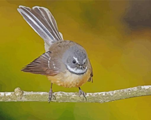 Cute Fantail Bird paint by numbers