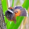 Fantail Bird Animal paint by numbers