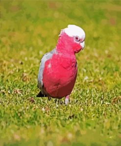 Pink Gallah Bird paint by numbers