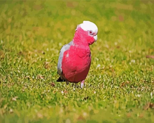 Pink Gallah Bird paint by numbers