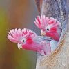 Beautiful Gallah Birds paint by numbers