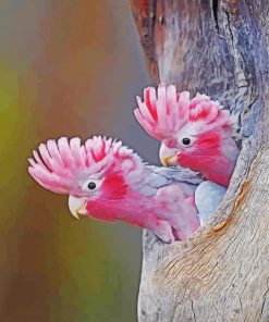 Beautiful Gallah Birds paint by numbers